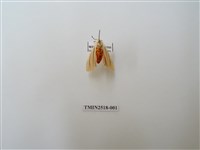 藏品(褐汙燈蛾)的圖片